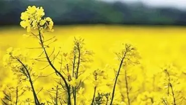 واردات سالانه ۳ میلیون تن دانه روغنی