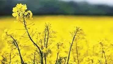 واردات سالانه ۳ میلیون تن دانه روغنی
