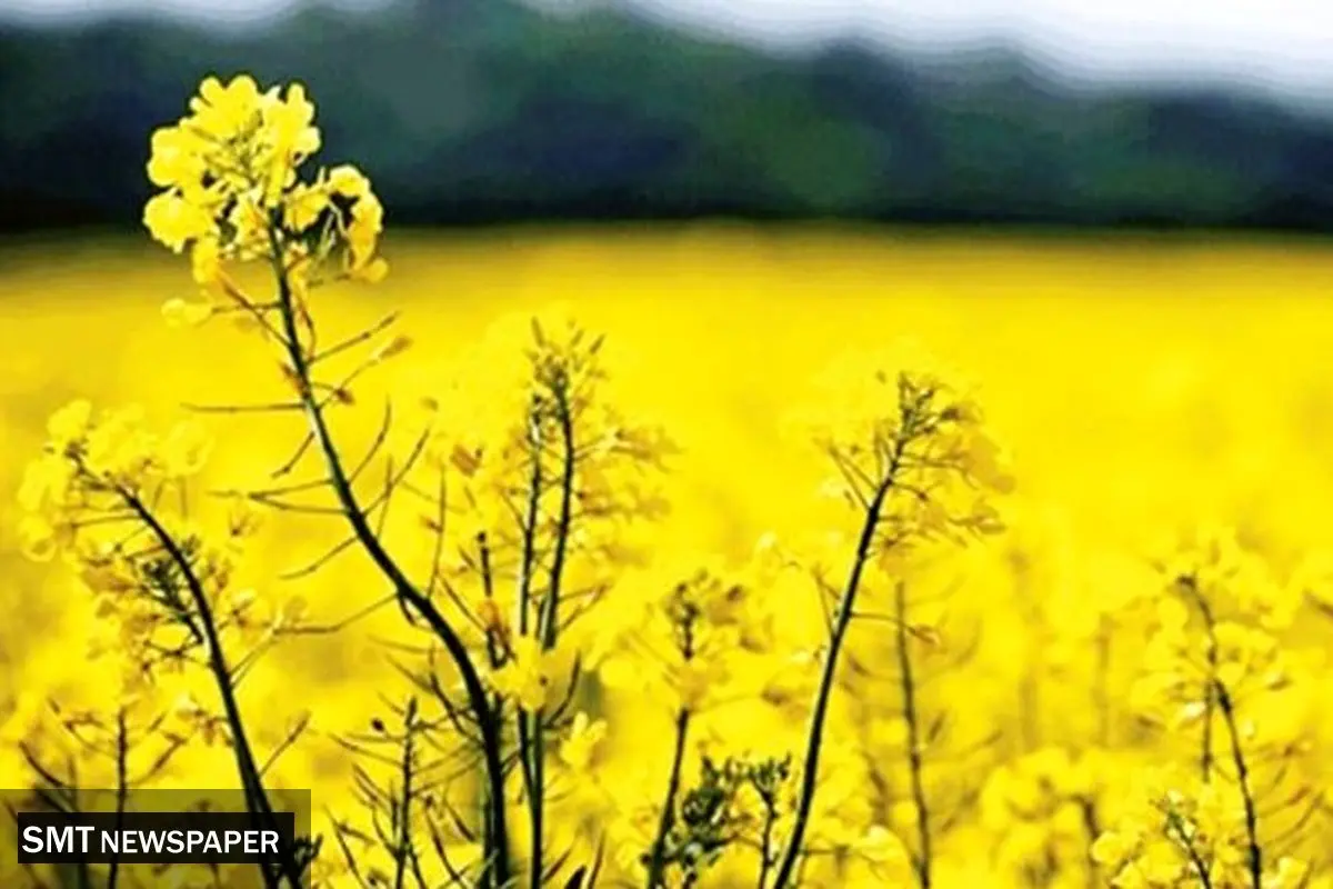 واردات سالانه ۳ میلیون تن دانه روغنی