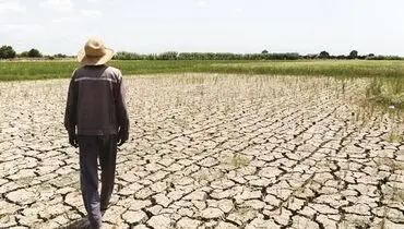 ردپای خشکسالی در مزارع گندم