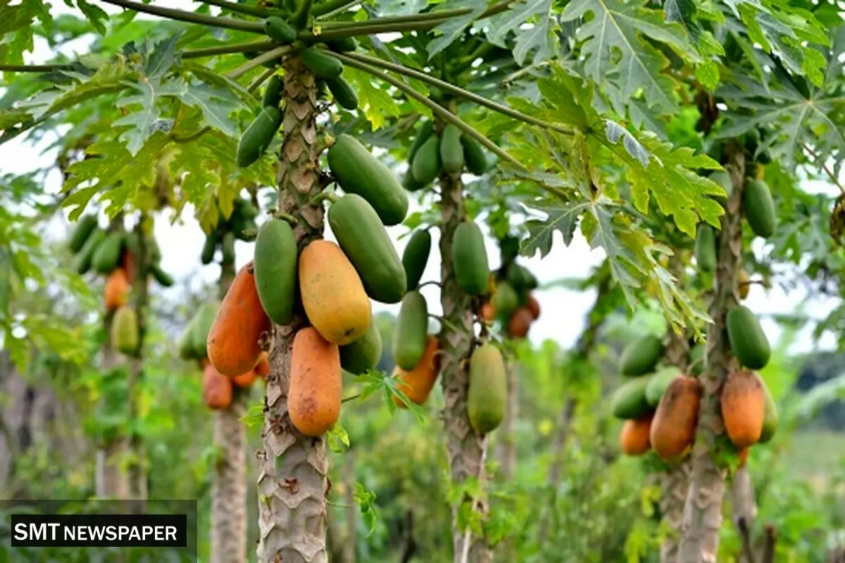 طعم شیرین صادرات «پاپایا» از مازندران
