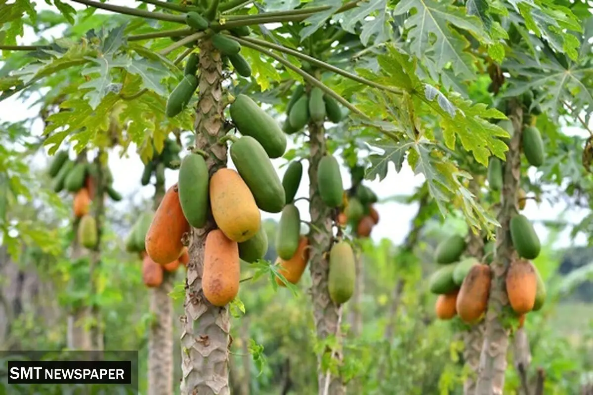 طعم شیرین صادرات «پاپایا» از مازندران