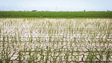 واردات برنج، ریشه به تیشه شالیکاری زد