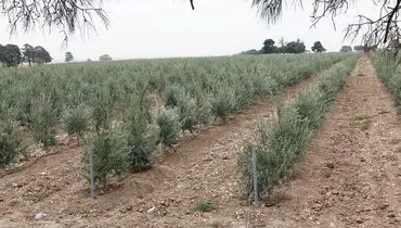 آغاز فصل نوین کشاورزی در بوشهر