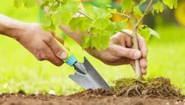 تخصیص اعتبار مستقل به درختکاری، یک اقدام مثبت زیست محیطی