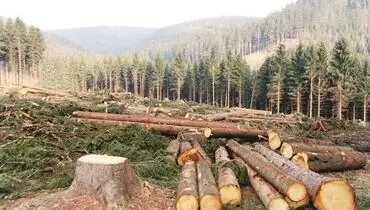 داد زمین درآمد