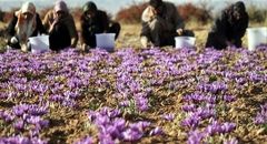 زخم خشکسالی بر تن مزارع طلای سرخ