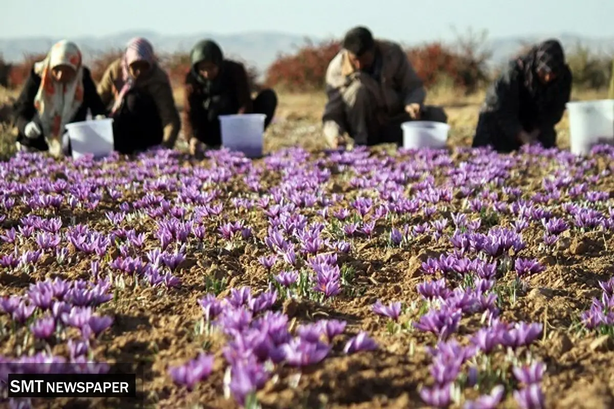 زخم خشکسالی بر تن مزارع طلای سرخ