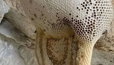 آموزش تشخیص عسل وحشی اصل و تقلبی