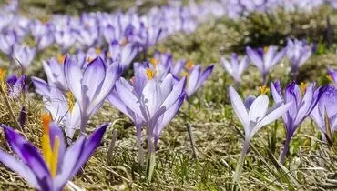 به داد طلای سرخ ایران برسید