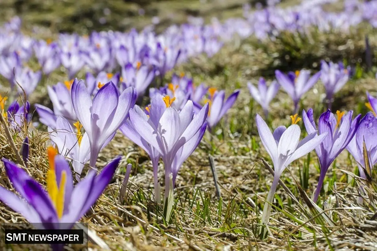 به داد طلای سرخ ایران برسید