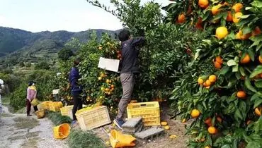 می‌کاریم، اما مراقبت نمی‌کنیم