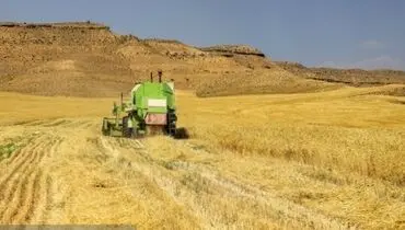 وابستگی به واردات بذر، معضل جدی کشاورزان