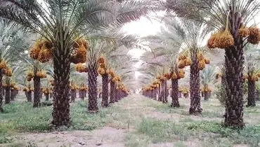آفات در کمین نخلستان‌های بوشهر