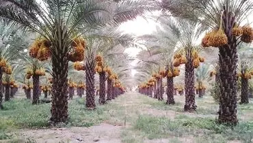 آفات در کمین نخلستان‌های بوشهر