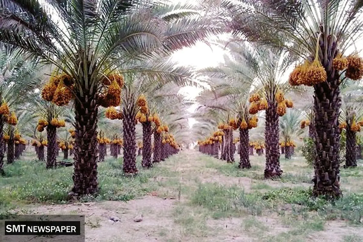 آفات در کمین نخلستانهای بوشهر