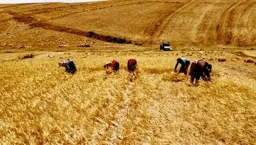 «خشکه کاری» هزینه‌ کشاورزان را کاهش می‌دهد؟