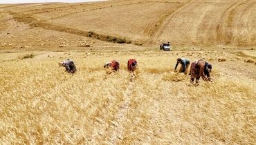 «خشکه کاری» هزینه‌ کشاورزان را کاهش می‌دهد؟