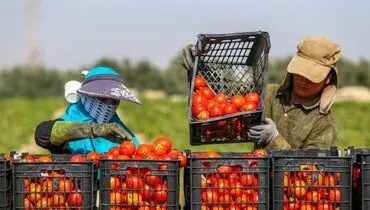 تجارت محصولات کشاورزی؛ نیازمند تنوع‌بخشی به بازارهای هدف