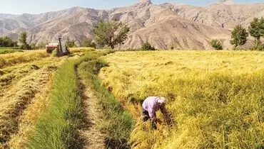 مجلس پیگیر دغدغه‌های کشاورزان باشد