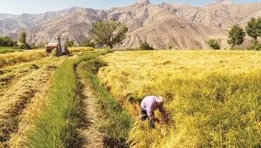 مجلس پیگیر دغدغه‌های کشاورزان باشد