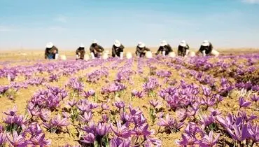 زعفران در دست مافیا رنگ می‌بازد