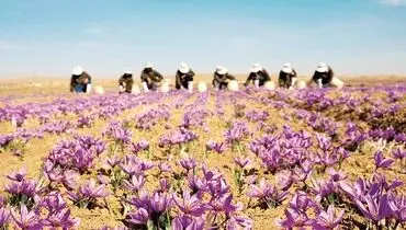زعفران در دست مافیا رنگ می‌بازد
