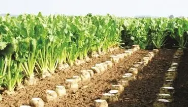 جلوگیری از کشت آزاد توجیه دارد؟