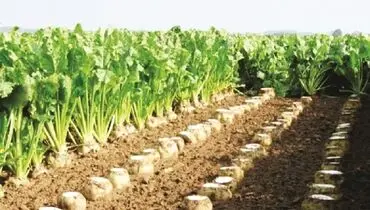 جلوگیری از کشت آزاد توجیه دارد؟