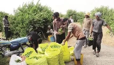 خودکفایی در گرو ظرفیت‌های اقلیمی