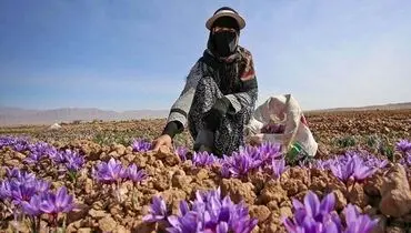 فروش طلای سرخ ایران به لطف افغانستان!