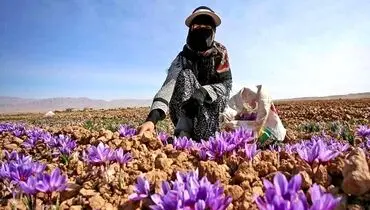 فروش طلای سرخ ایران به لطف افغانستان!