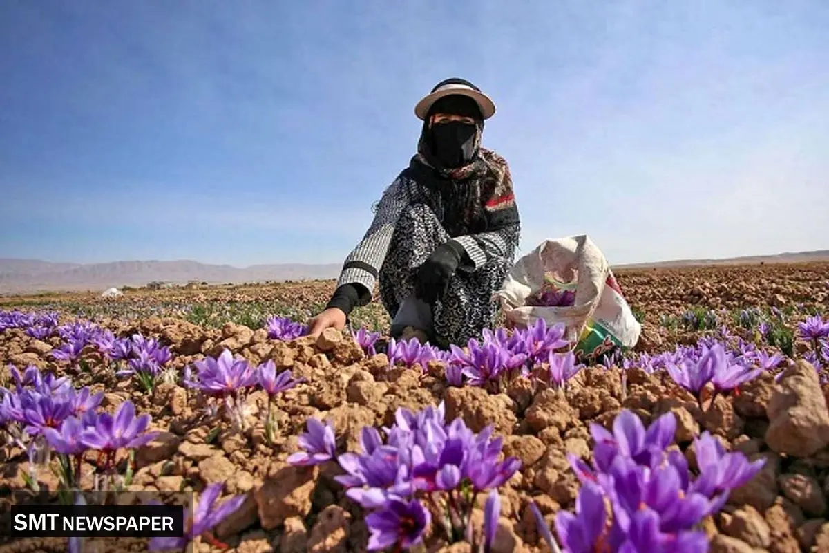 فروش طلای سرخ ایران به لطف افغانستان!
