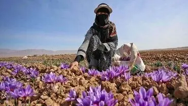 فروش طلای سرخ ایران به لطف افغانستان!