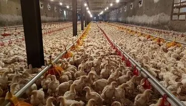 خطر نابودی در کمین مرغداران گلستانی