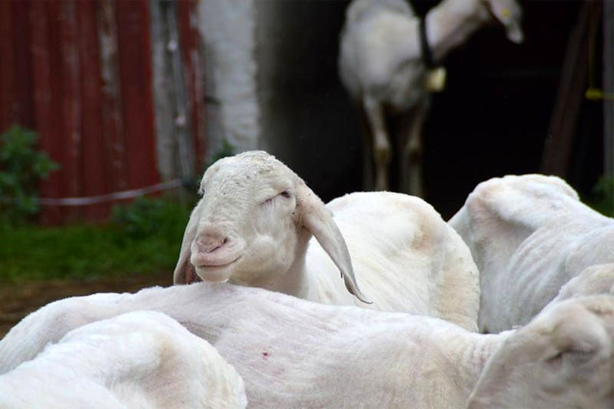 خرید گوسفند زنده باکیفیت و ارزان