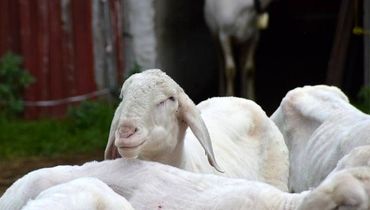 خرید گوسفند زنده باکیفیت و ارزان