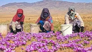طلای سرخ در آستانه انحطاط