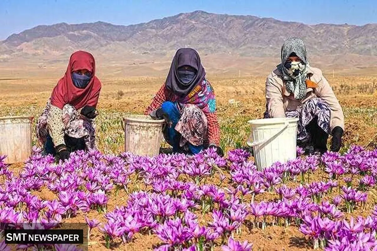 طلای سرخ در آستانه انحطاط