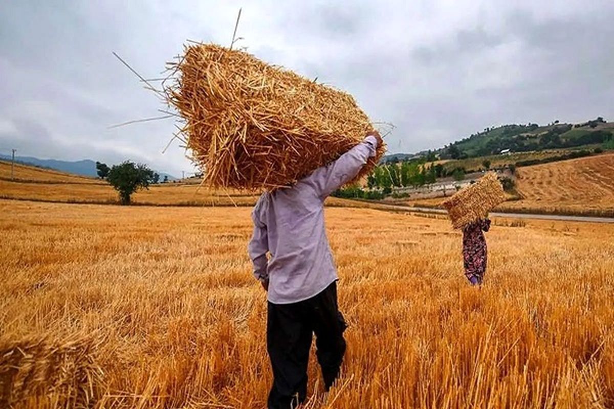 بیمه محصولات کشاورزی، دور از چشم دولت