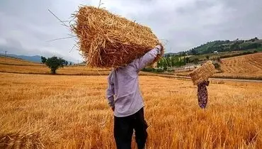 بیمه محصولات کشاورزی، دور از چشم دولت
