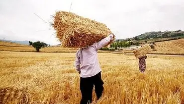 اصلاح نرخ خرید تضمینی گندم در دستور کار 