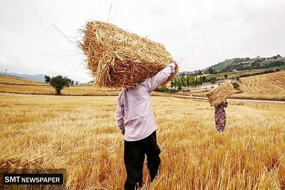 اصلاح نرخ خرید تضمینی گندم در دستور کار