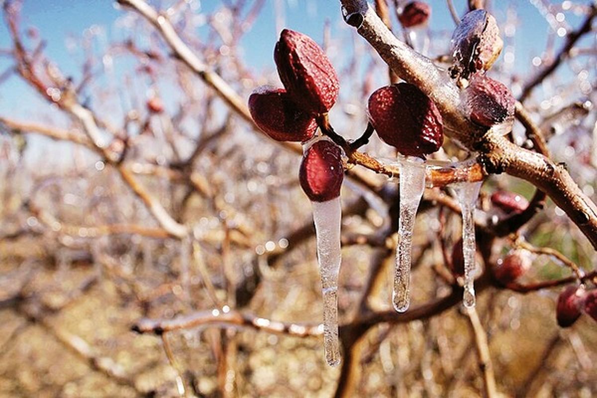 کرمان در تنگنای  آب و سرمازدگی