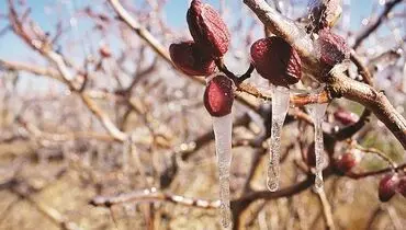 کرمان در تنگنای  آب و سرمازدگی
