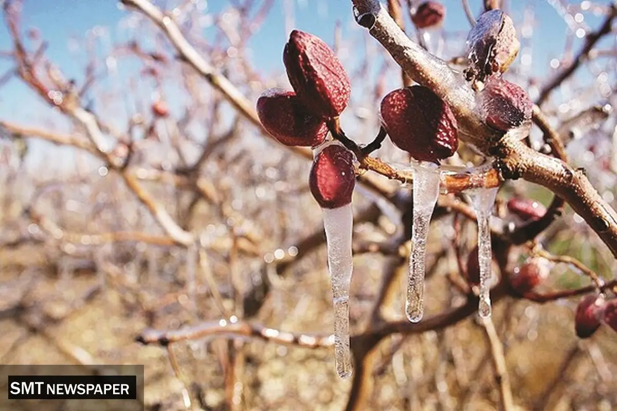 کرمان در تنگنای  آب و سرمازدگی