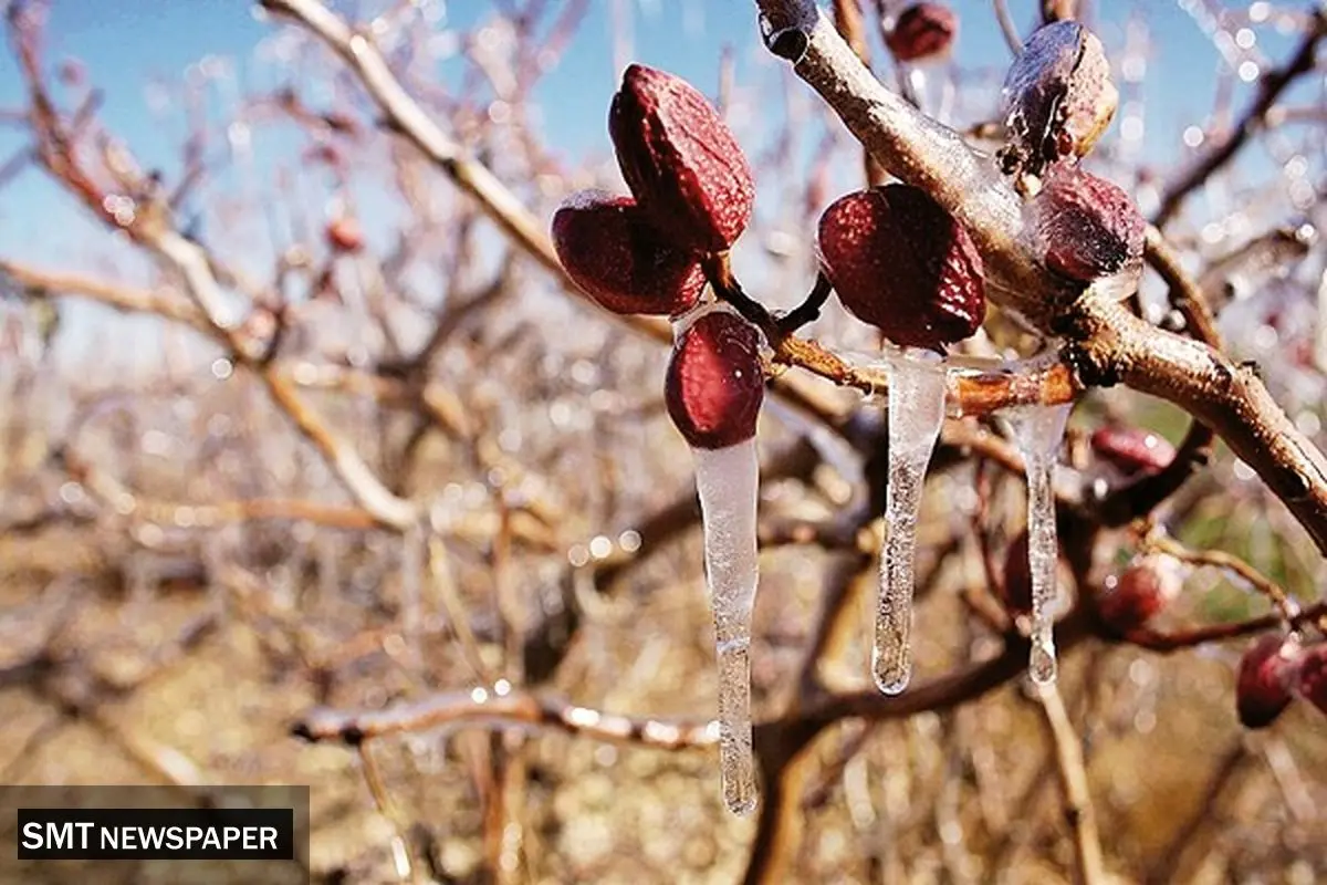کرمان در تنگنای آب و سرمازدگی