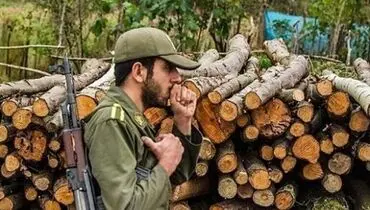 قاچاق چوب و انکار برخی مسئولان منطقه‌ای