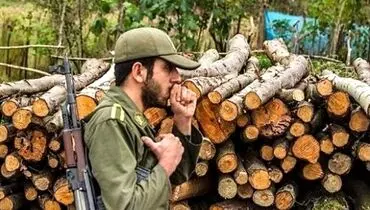 قاچاق چوب و انکار برخی مسئولان منطقه‌ای