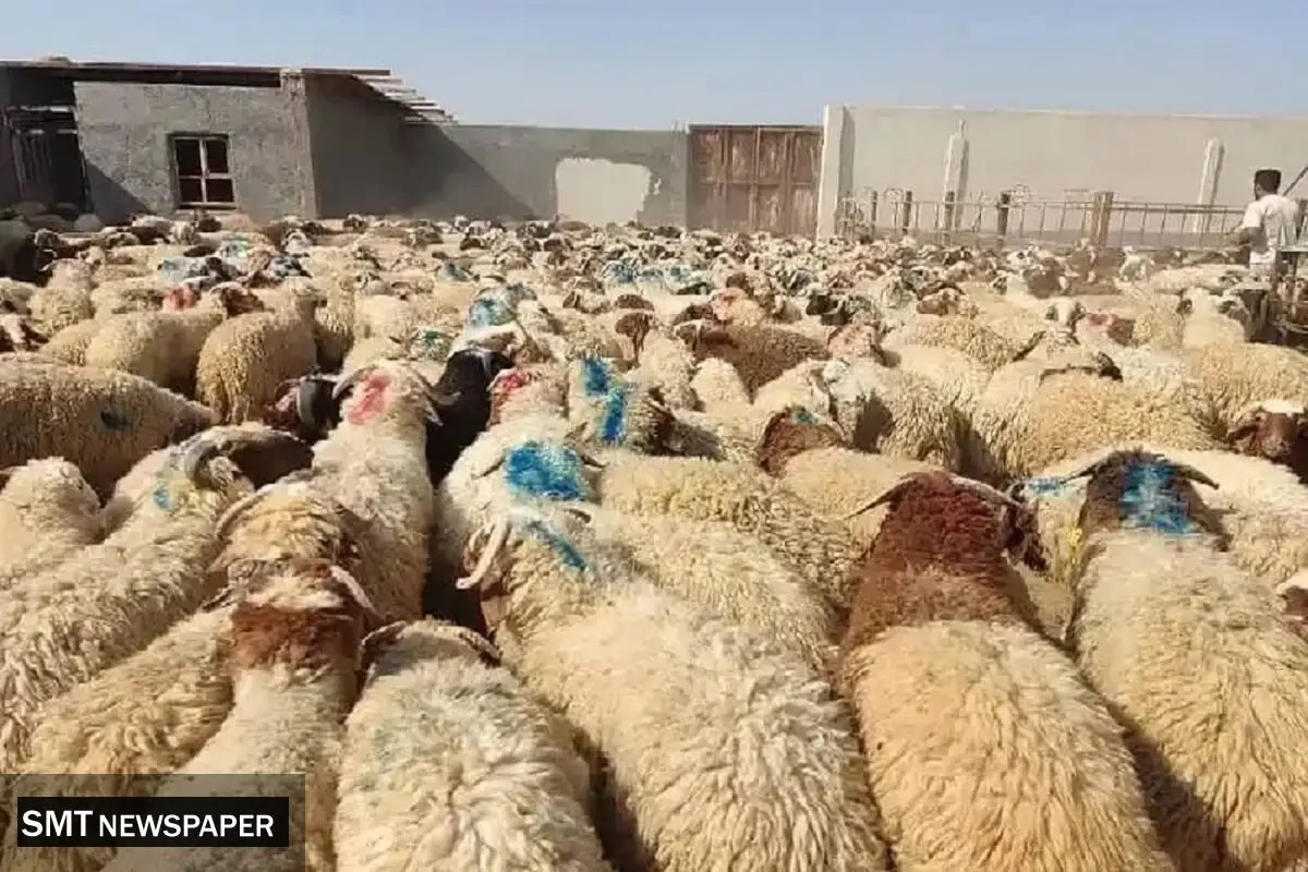 قیمت رسمی دام زنده در آستانه عید قربان اعلام شد